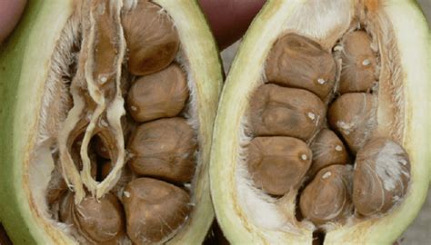 pachira aquatica benefits